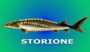 storione